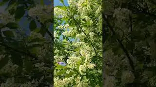 Белая черёмуха душистая... Ботанический Сад.