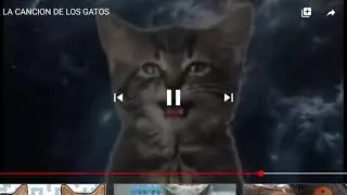 Los gatos