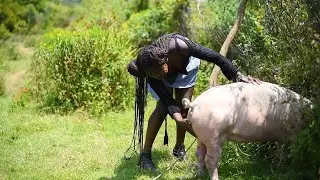 A LADY PREPARING GIANT PIG FOR FOOD