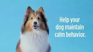 Help Your Dog Feel Calm with Calming Care