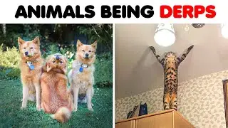 Horribly unphotogenic Animals that might make you laugh way harder than you should