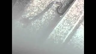 Snake run over by a car