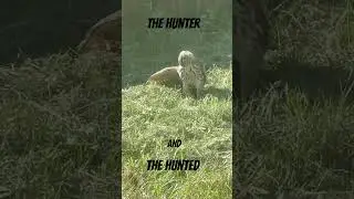 Nature in Action - viewer discretion advised     #shorts # birds of prey
