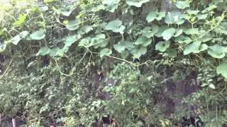 Self-Seeded Veggie Garden