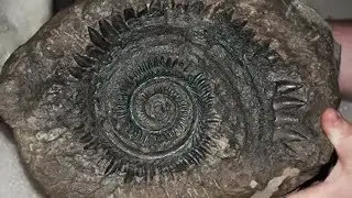 20 Unusual Creatures that Went Extinct