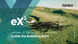 eX3   Inside the Breeding Barn Angus Sires