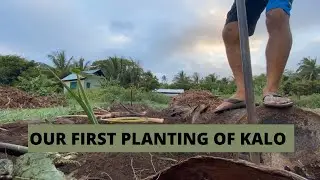 Our First Planting of Kalo
