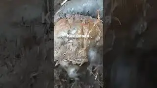 Как новая
