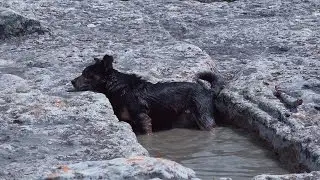 Собака-на-Мангупе-купАка...)