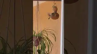 Nest-Making House Finch Struggling with Big Twig