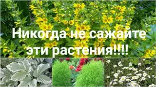 Осторожно!! Растения 