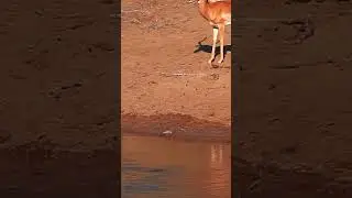 NILE Crocodiles COOPERATIVE HUNTING Impala #shorts #short #nature