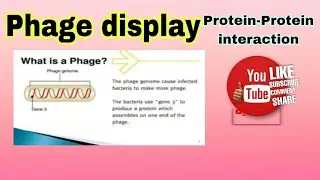 Phage display || protein-protein interaction , protein-peptide interaction
