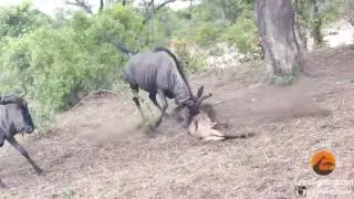 Annesi yavrusunu leopardan kurtarmak için çok uğraştı ama başaramadı