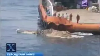Труп доисторического монстра всплыл в Персидском заливе