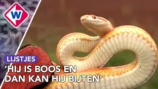 Dat is schrikken! 5 exotische dieren zomaar op straat | Lijstjes