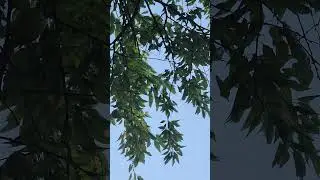 Уважаемые знатоки , что это за фрукт ?