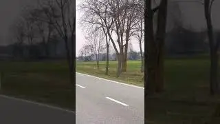 Грациозный прЫжок 🦌