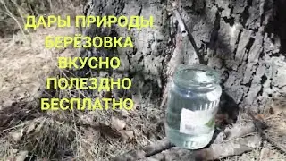 Сбор берёзового сока на копе
