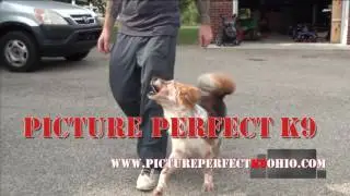 Picture Perfect K9: Professional Dog Training