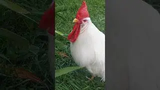 Петя, Капля, Кошки и цветы 