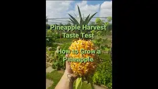 How to grow a Pineapple in the UK, Harvesting and the all important taste test (2021)