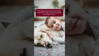 Ear Infections in Dogs | Merck Veterinary Manual