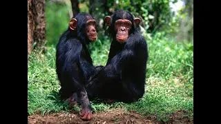 Green Screen Monkey
