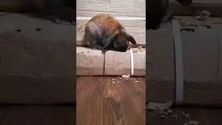 король картона 👑🐰