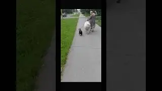 "Слон и Моська". в нашем случае учимся ходить рядом и не бояться