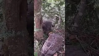 Eagle Dad caught a little bird and came back to eat it, Eagle Mom took the honey away蜂鹰，鹰爸爸抓了一只小鸟回来吃