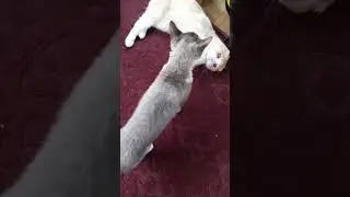 Funny cats🐱🐱