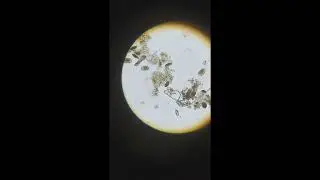 Медленный Белорусский Скраббер.