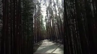 Дорога в сосновом лесу