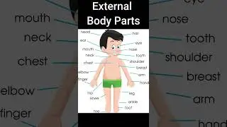 External body parts