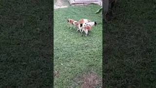 Dogs Mating |