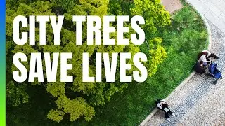 City trees are saving lives AND helping the planet