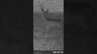 Another killer mock scrape 🦌🏹 #deerhunting #bowhunting #deerhunter