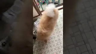 Dog gets really confused #cute #dog #shorts