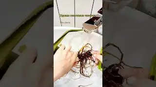 Переукоренение Алоэ 