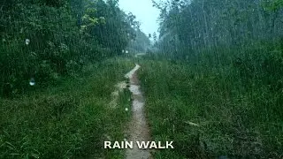Rain Walk - Rural Forest Path | Heavy Rain for Sleep