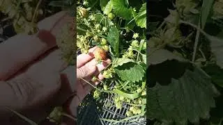 ЗЕМКЛУНИКА ОЧЕНЬ УРОЖАЙНЫЙ СОРТ КАК НАЗЫВАЕТСЯ