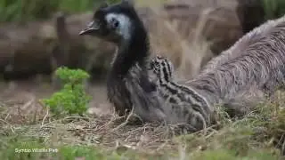 Adorable emu chick takes her first clumsy steps from the nest