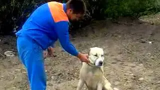 Паша и Гиза