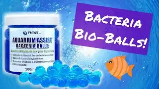 Bacteria Balls Review (Real Aquatics)