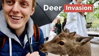Deer Invasion in Nara, The First Capital of Japan