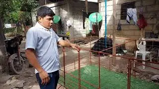 PAANO GUMAWA NG KULUNGAN NG MANOK NA MADALING LINISIN PART 2|CHICKEN CAGE DESIGN EASY TO CLEAN