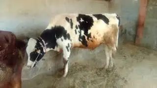 Romantic bull// Romance cow part 2 village  animals january 11, 2021
