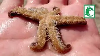 Estrella de mar de 7 brazos