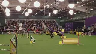 Lexie - Labrador @ Westminster STD 2018-02-10